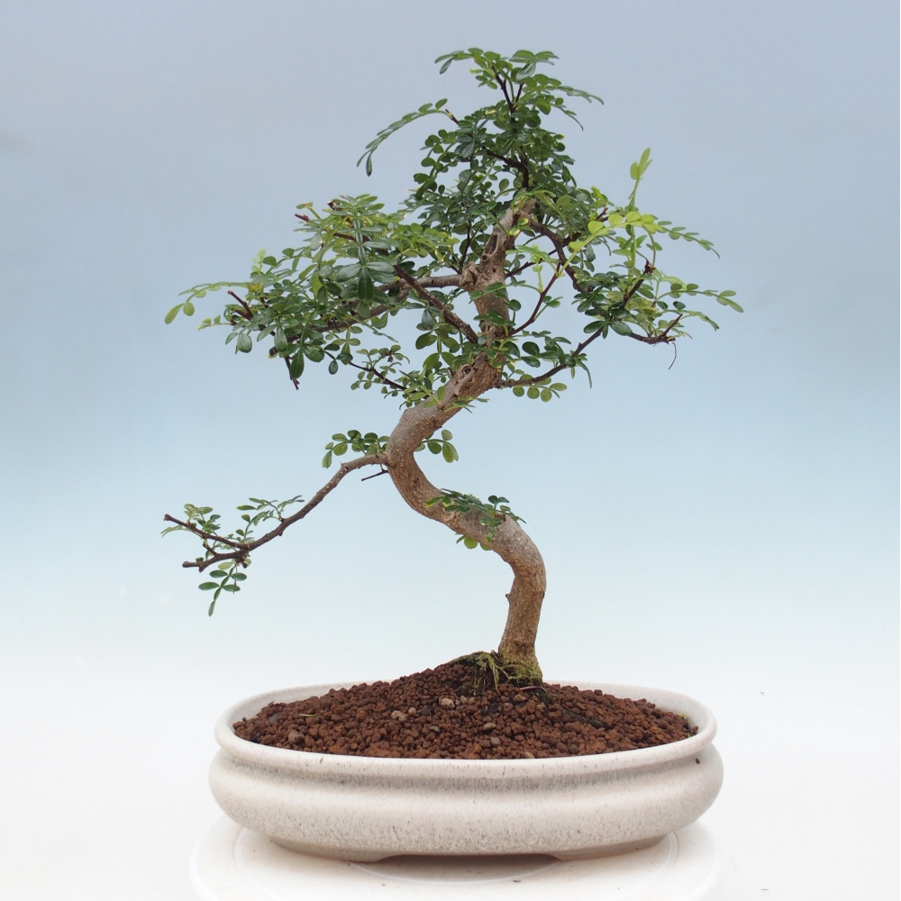 Zimmer Bonsai - Zantoxylum piperitum - Pfefferbaum