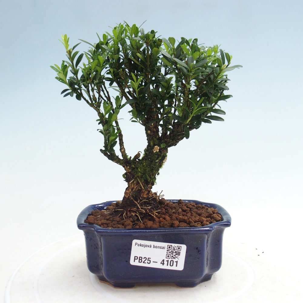 Zimmer Bonsai - Buxus harlandii - Korkbuxus