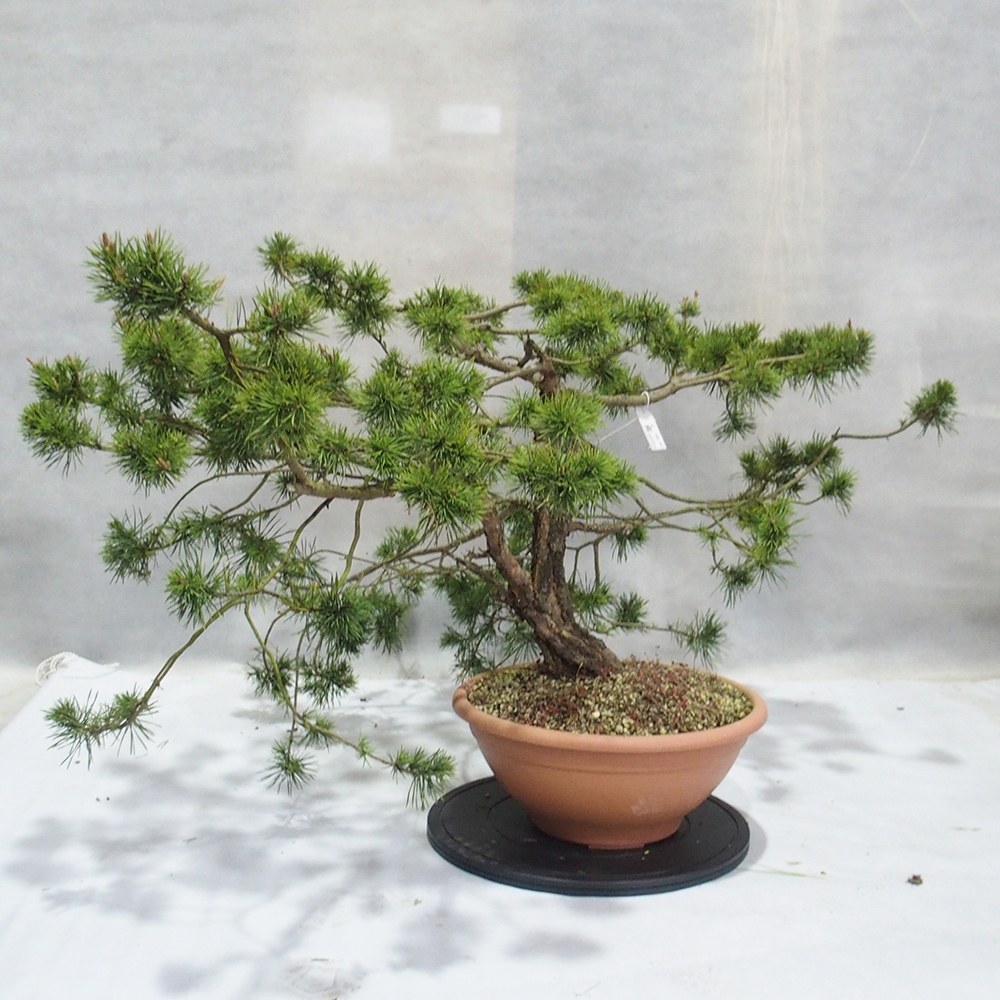 Yamadori - Pinus sylvestris 