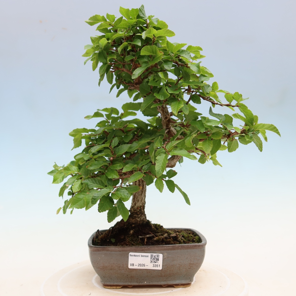 Bonsai für draußen - Karpinus Coreana - Koreanische Hainbuche