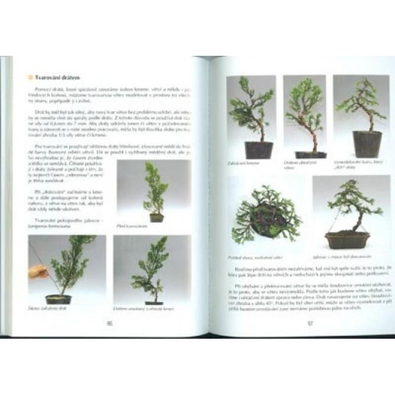 Das Buch nicht nur Bonsai in einem Wohnblock