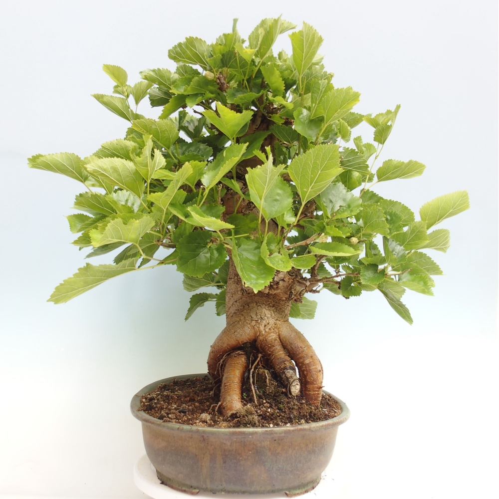 Bonsai im Freien - Morus alba - Maulbeere