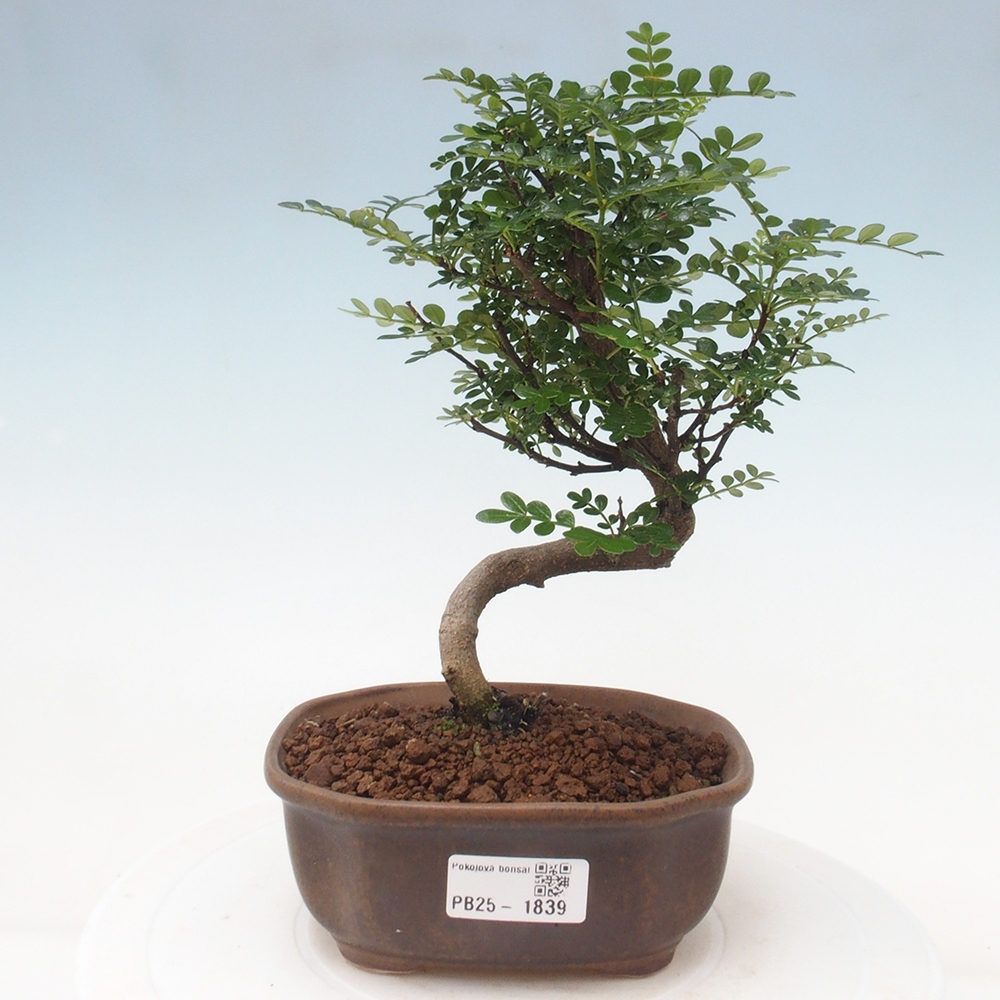 Indoor-Bonsai - Zantoxylum piperitum - Pfefferminze