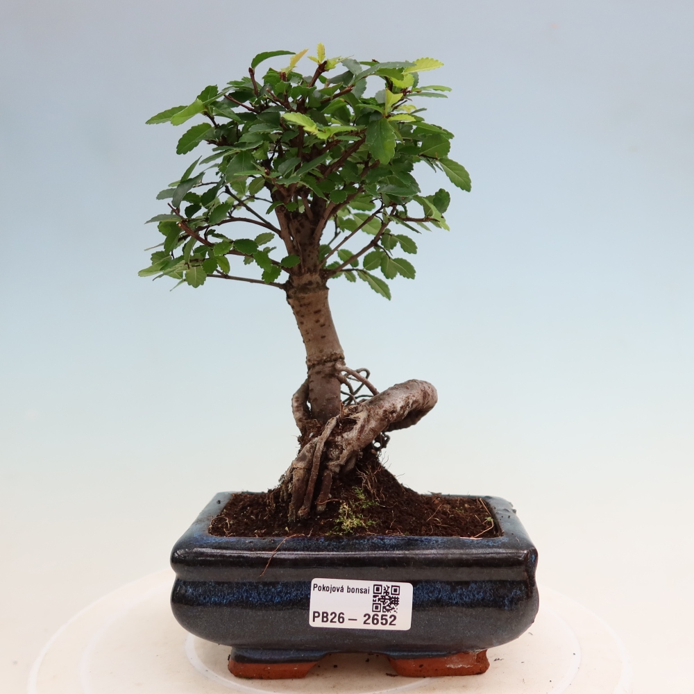 Zimmerbonsai - Ulmus parvifolia - Kleinblättrige Ulme