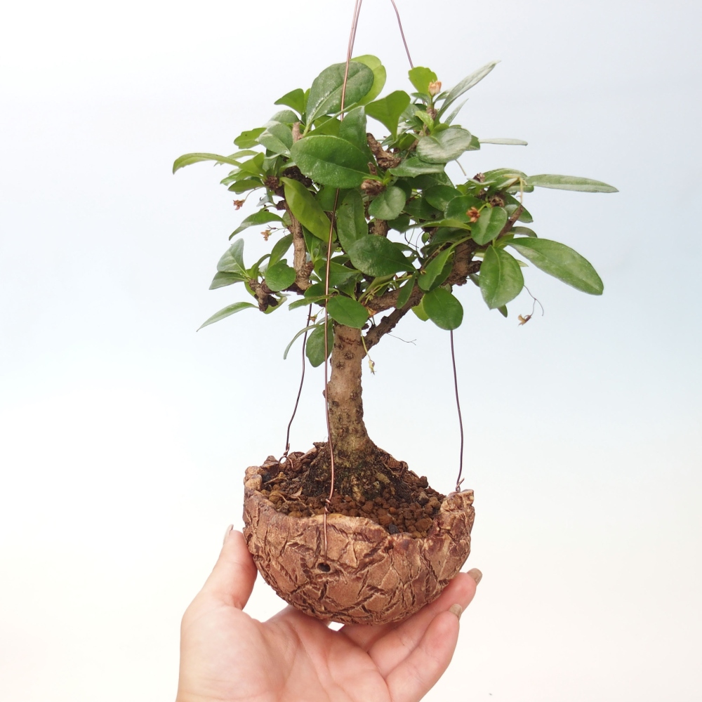 Kokedama in Keramik - Tea-fuki - Carmona macrophylla