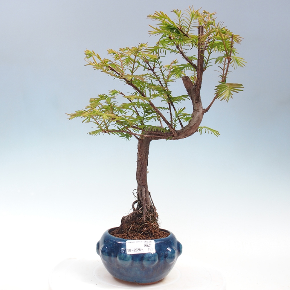 Bonsai im Freien - Metasequoia glyptostroboides - Chinesischer Metasequoia