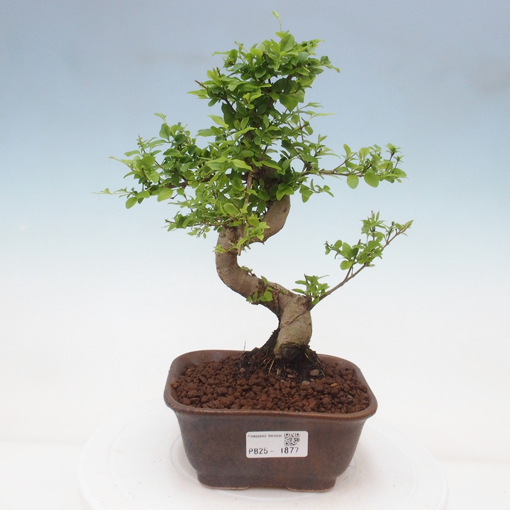 Indoor Bonsai -Ligustrum chinensis - Vogelschnabel