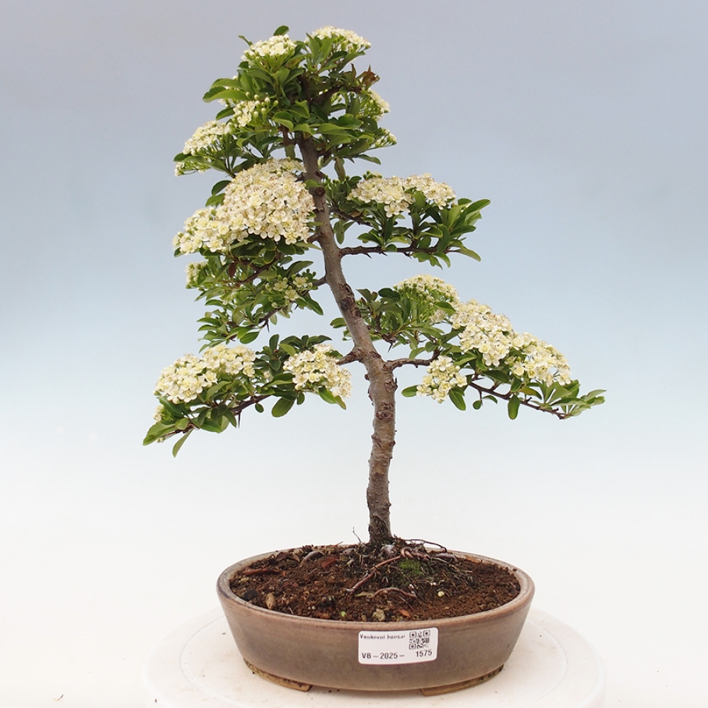 Outdoor Bonsai-Pyracanta Teton -Bäckerei