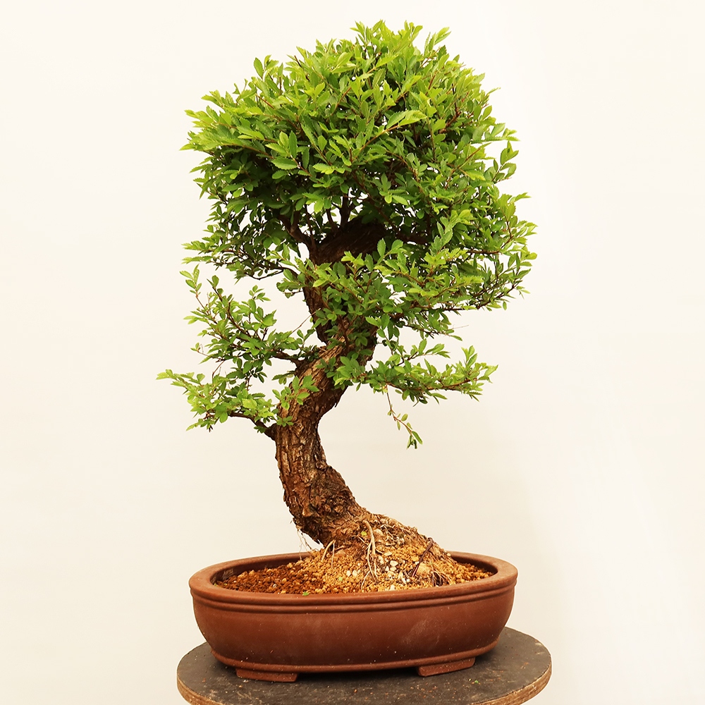 Bonsai im Freien - Zelkova - Zelkova NIRE