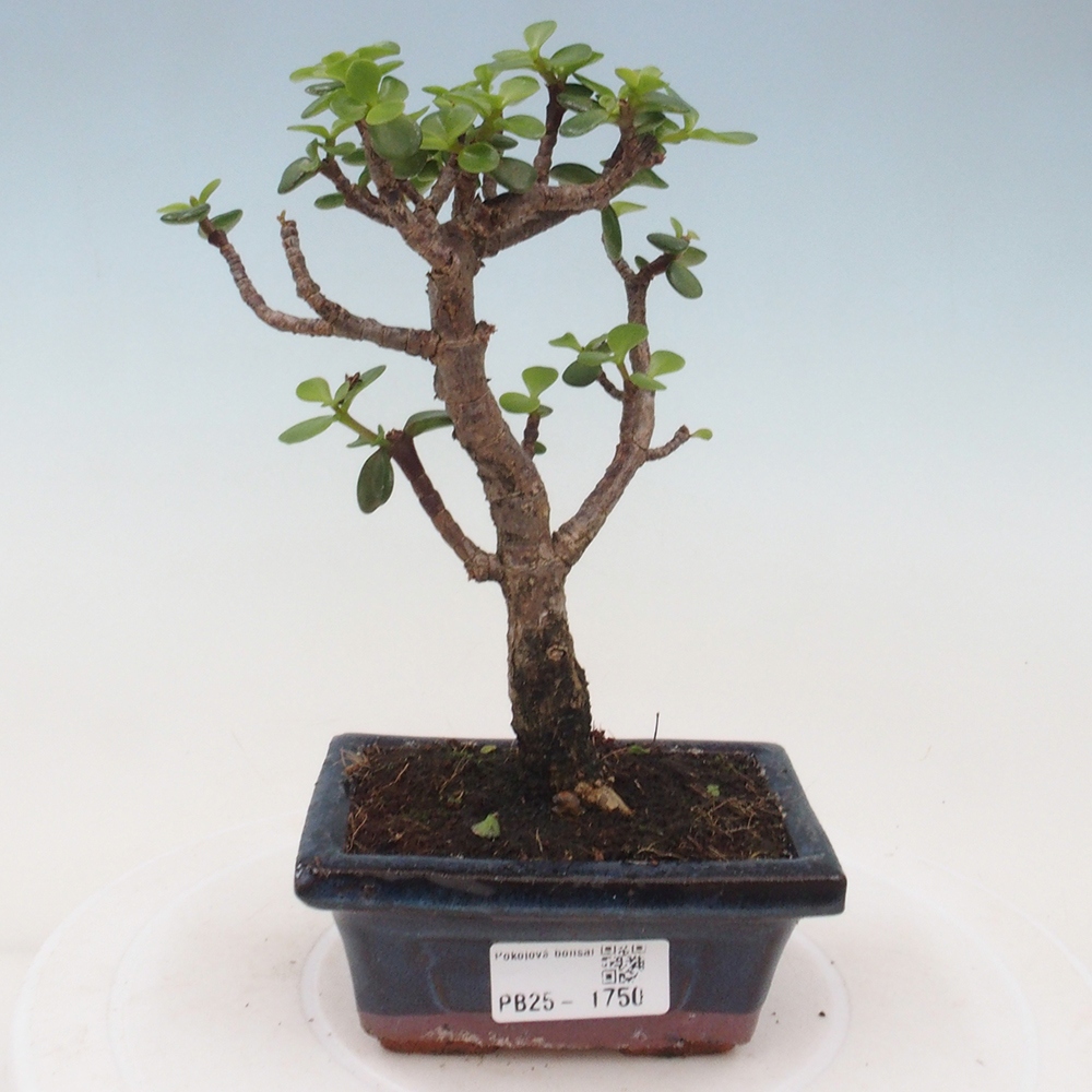 Zimmerbonsai - Portulakaria Afra - Tlustice