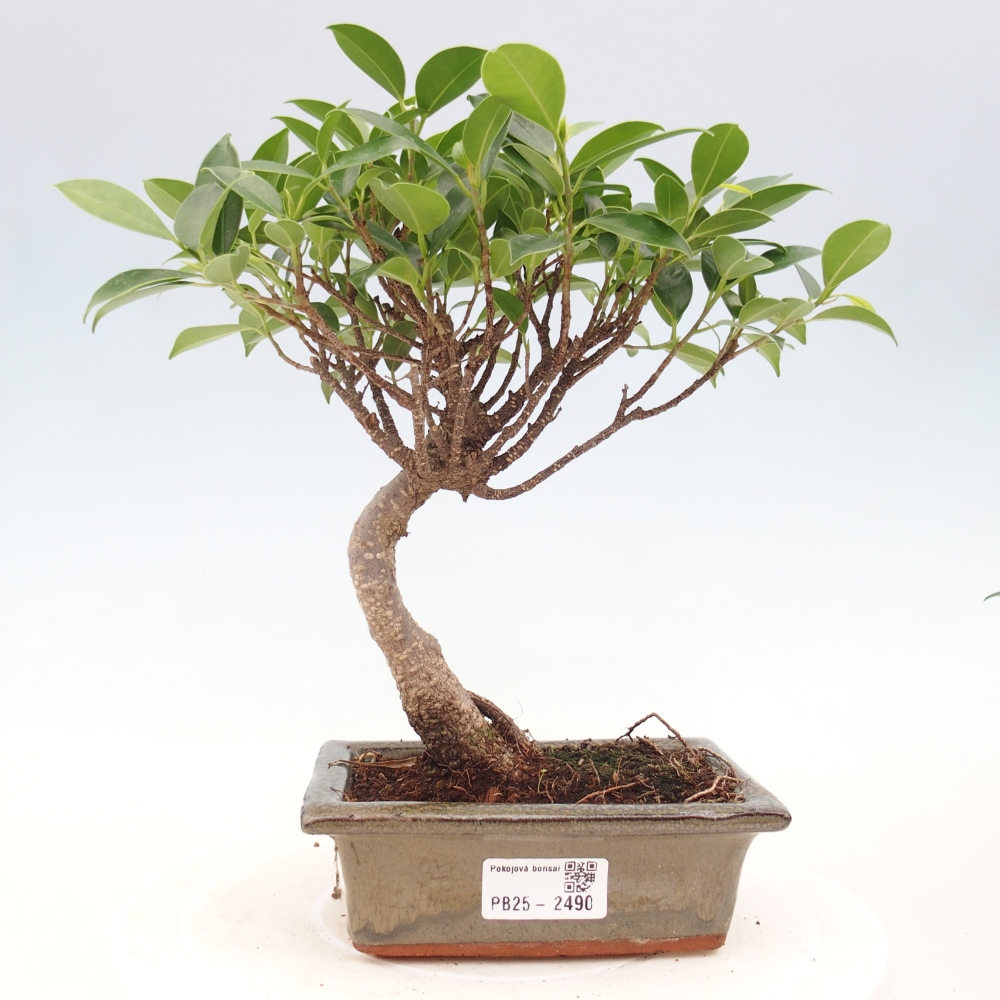 Zimmerbonsai - Ficus retusa - kleinblättriger Ficus