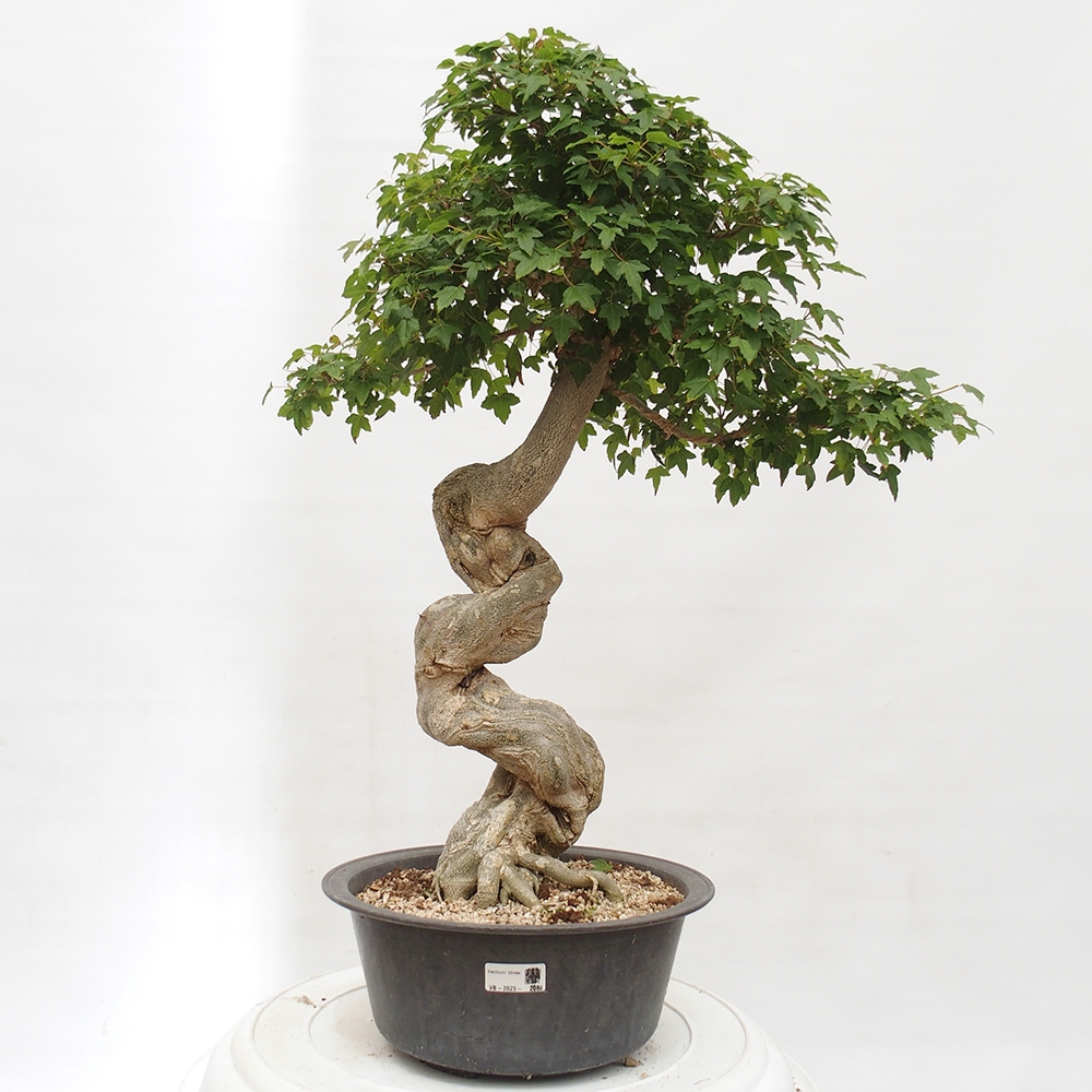 Bonsai im Freien - Ahorn Buergerianum - Burger Maple