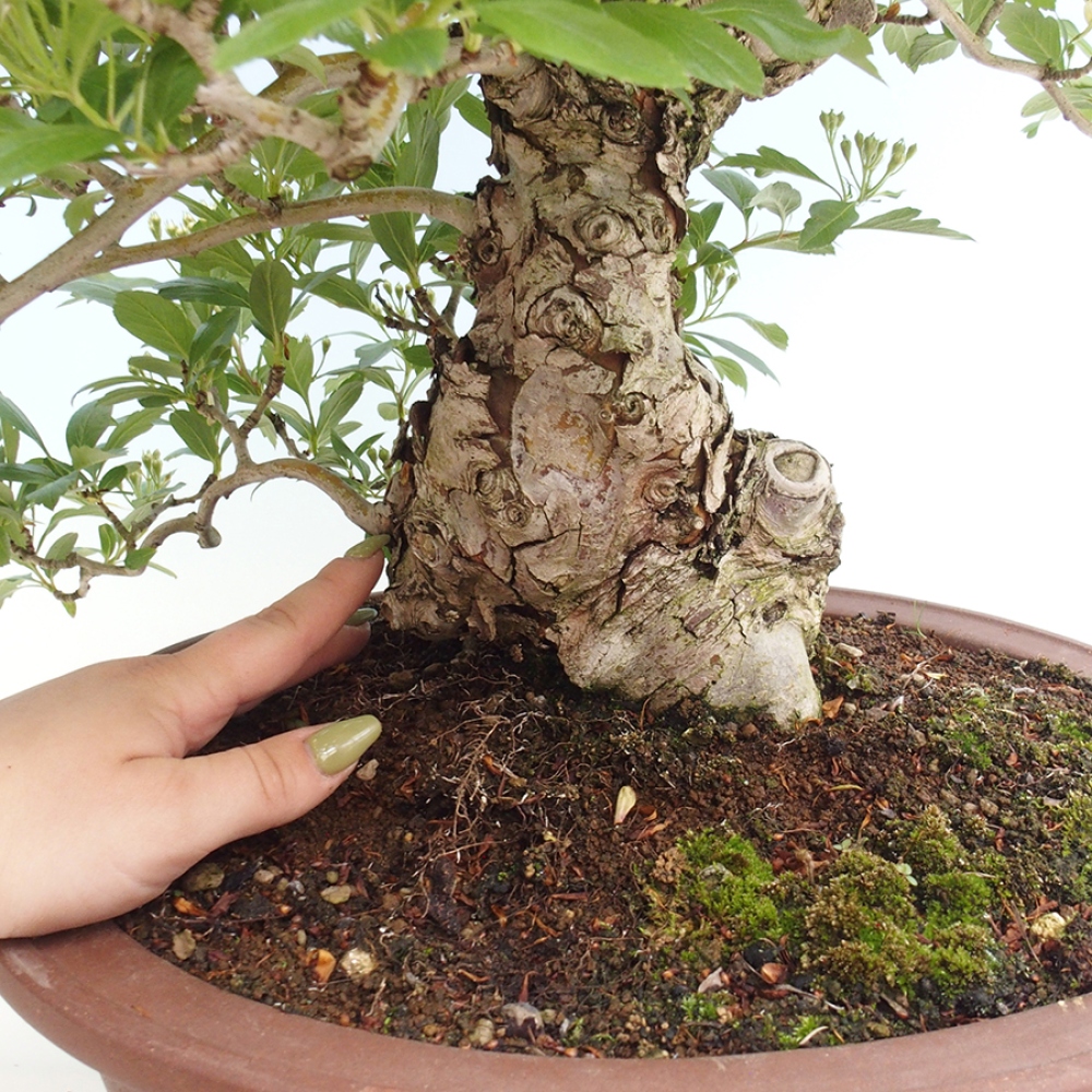 Bonsai im Freien - Weißdorn - Crataegus cuneata