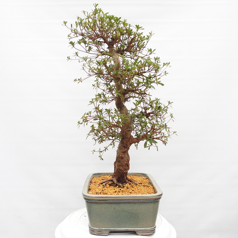 Bonsai für draußen - Japanische Azalee - Azalea satsuki