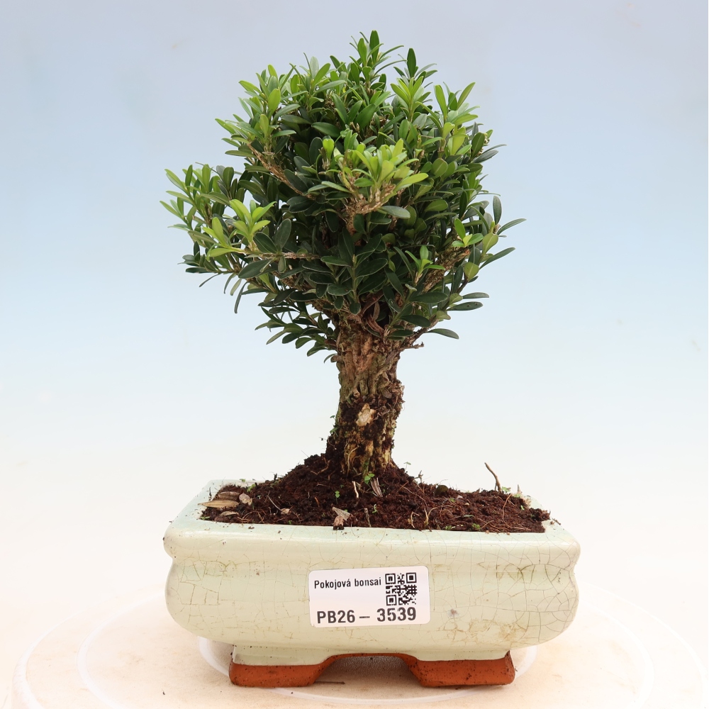 Zimmer Bonsai - Buxus harlandii - Korkbuxus