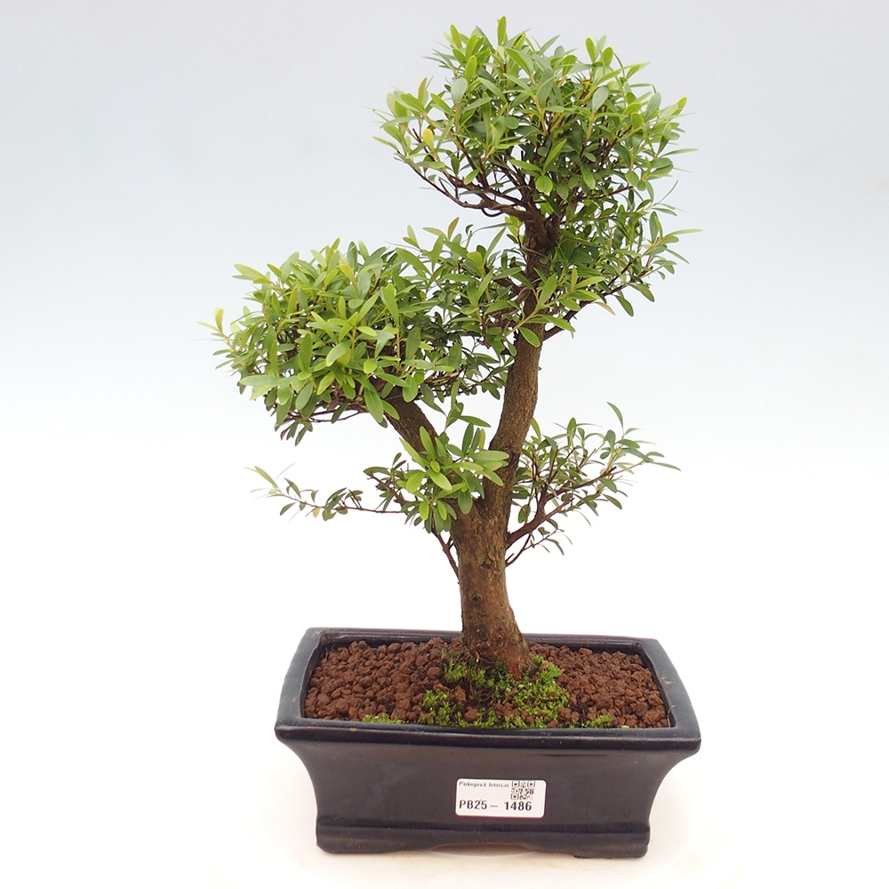 Zimmer Bonsai - Syzygium - Pimentovník