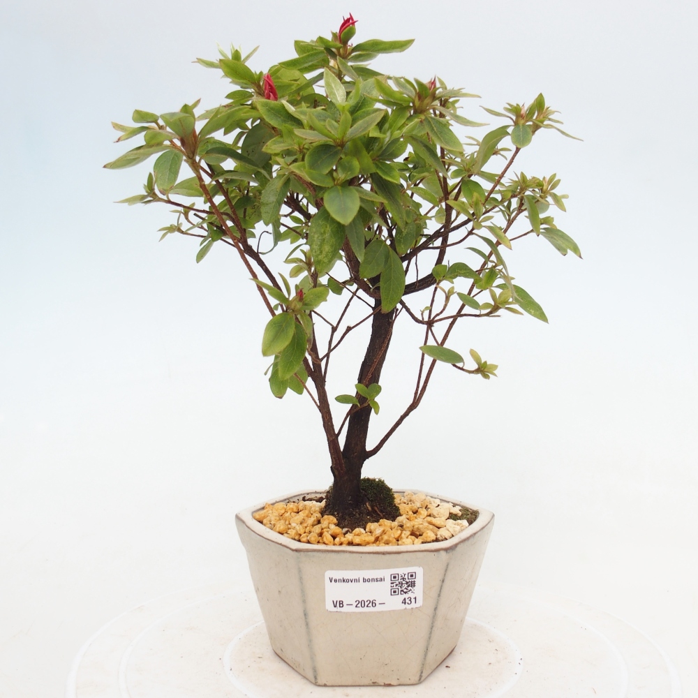 Bonsai für draußen - Japanische Azalee - Azalea sp.