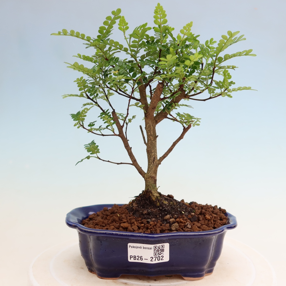 Zimmer Bonsai - Zantoxylum piperitum - Pfefferbaum