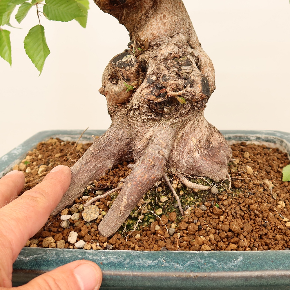 Bonsai im Freien - Carpinus Coreana - Koreanische Hainbuche