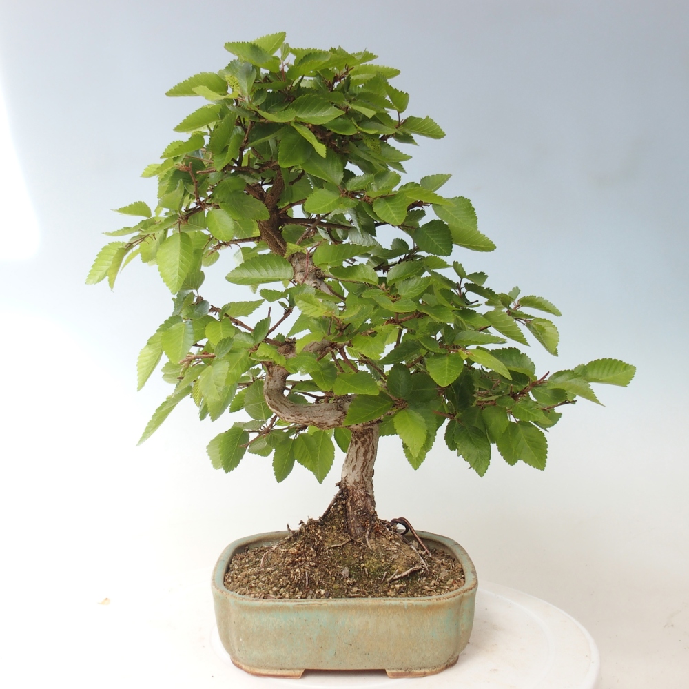 Bonsai für draußen -Carpinus CARPINOIDES - Koreanische Hainbuche