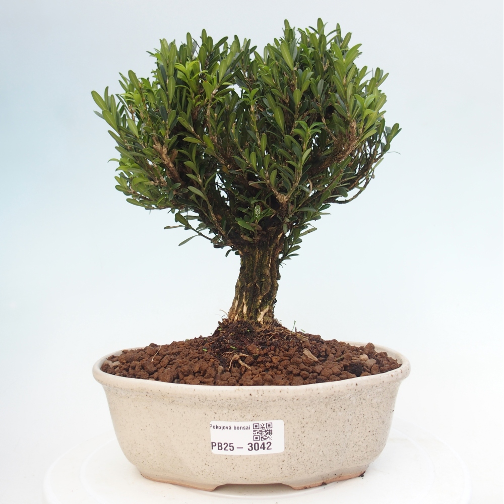 Innenbonsai - Buxus harlandii - Korkbuchsbaum