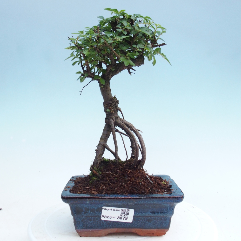 Zimmerbonsai - Ulmus parvifolia - Kleinblättrige Ulme