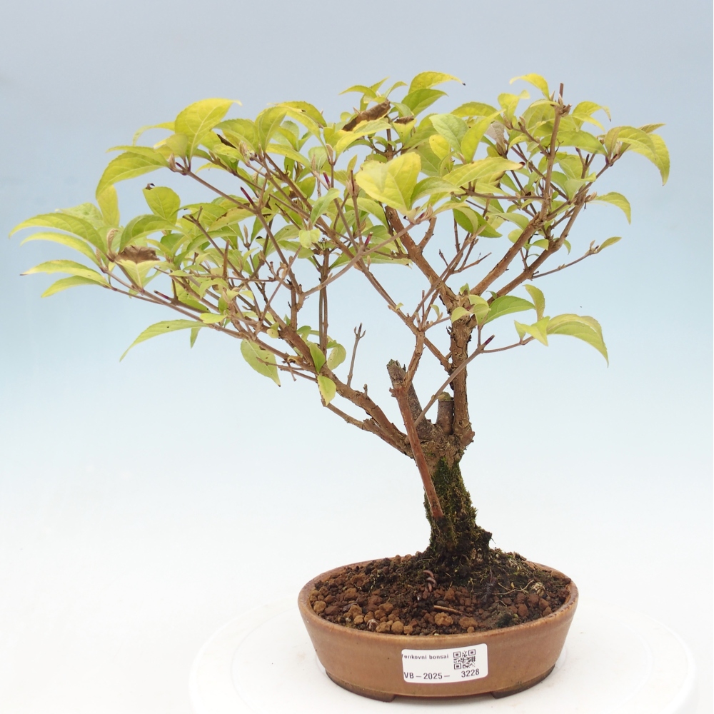 Bonsai im Freien - wunderschöne Pflanze - Callicarpa japonica