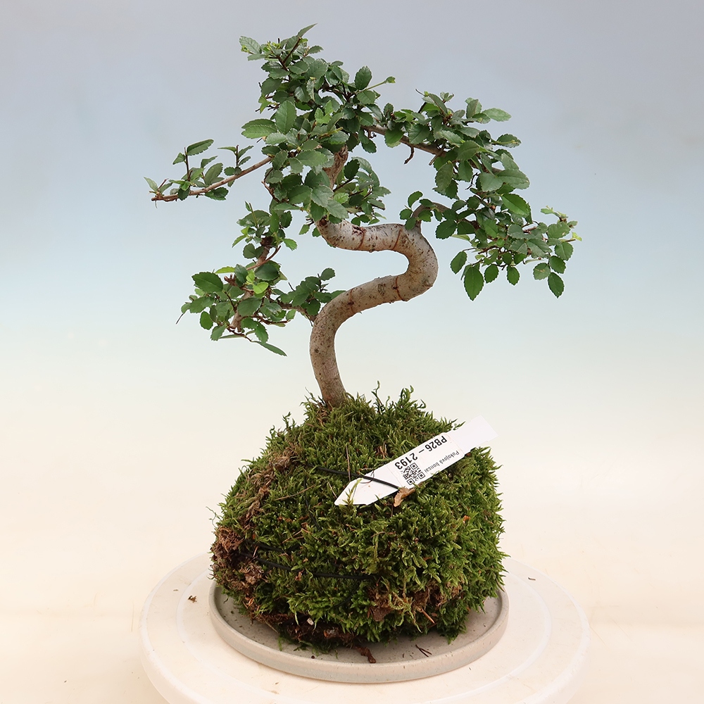 Kokedama mit Untersetzer – Ulmus parvifolia – Kleinblättrige Ulme