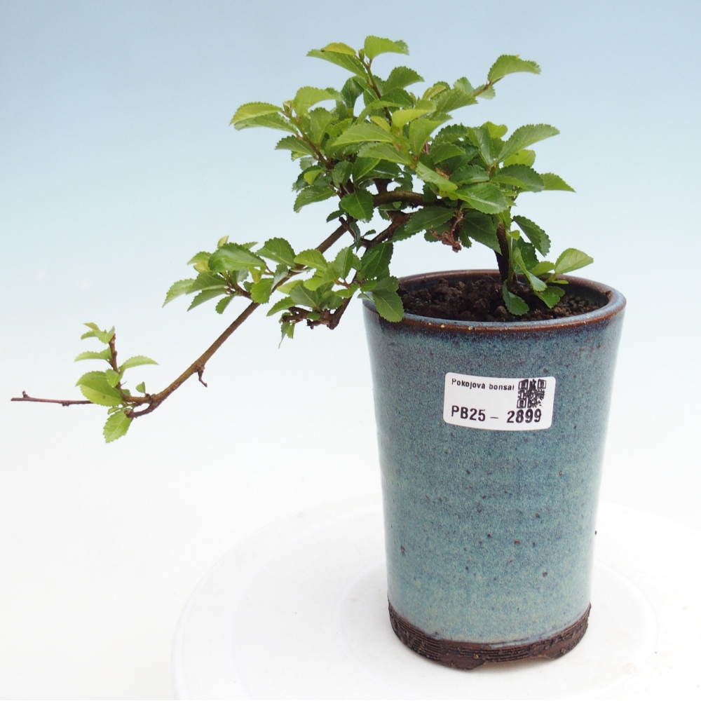 Zimmerbonsai - Grewia occidentalis - Lavendelstern