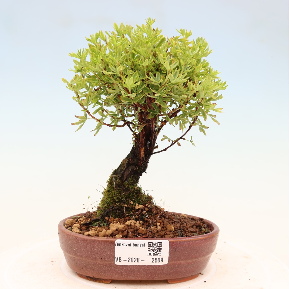 Bonsai für draußen - Potentila fruticosa