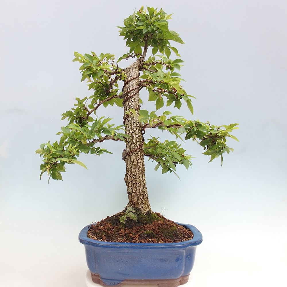 Bonsai im Freien - Zelkova - Zelkova NIRE