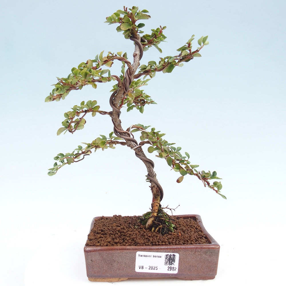 Bonsai im Freien - Cotoneaster horizontalis - Felsenbaum