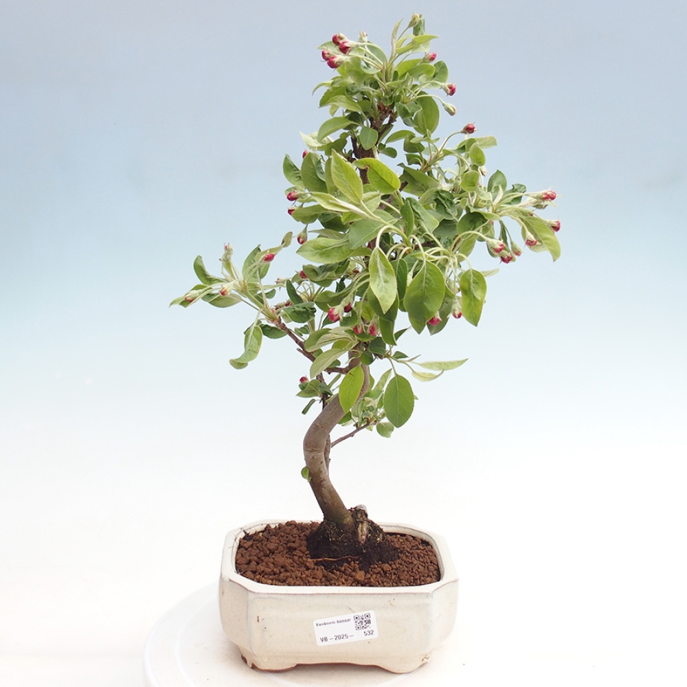 Bonsai im Freien - Malus halliana - Kleinfruchtiger Apfelbaum