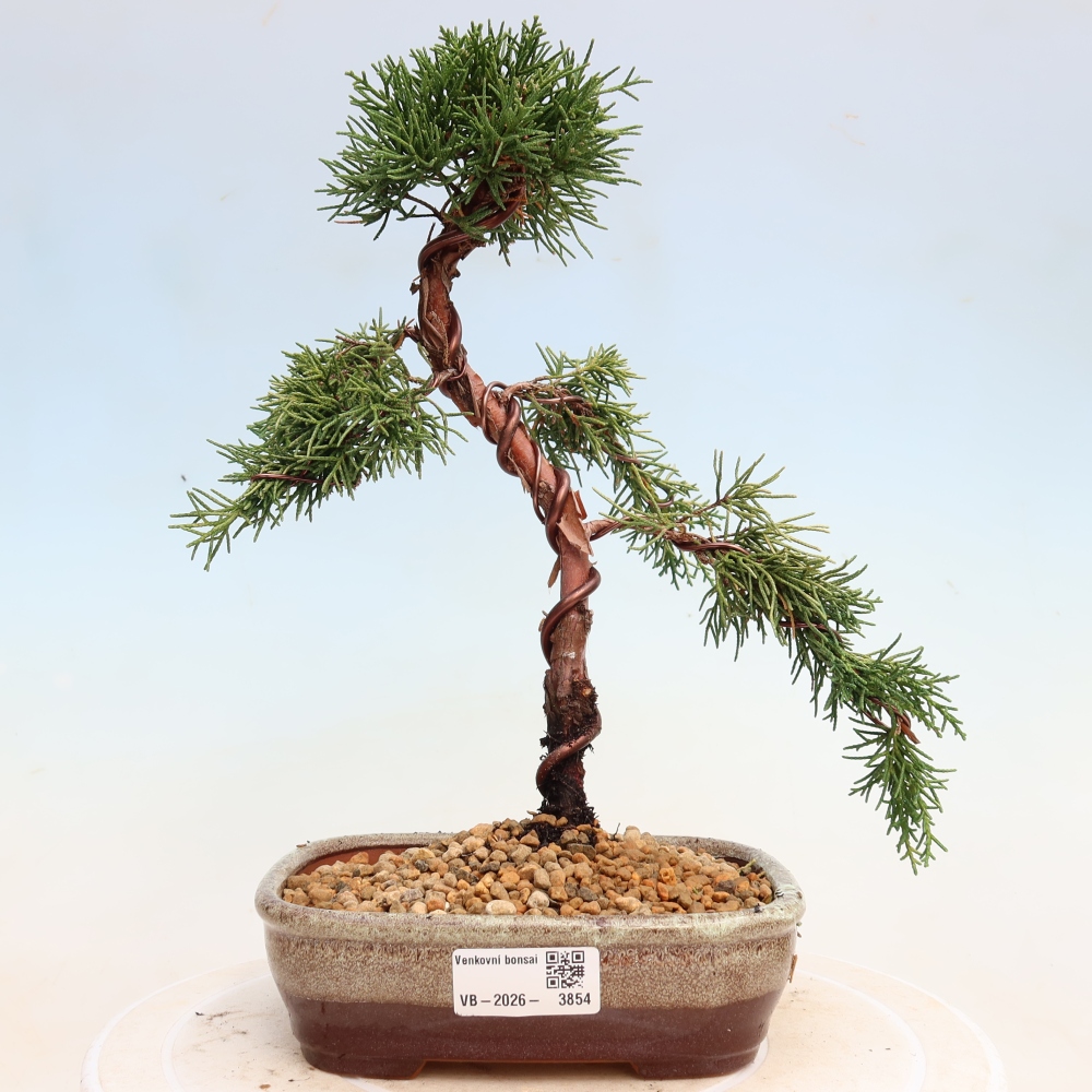 Bonsai für draußen - Juniperus chinensis Kishu
