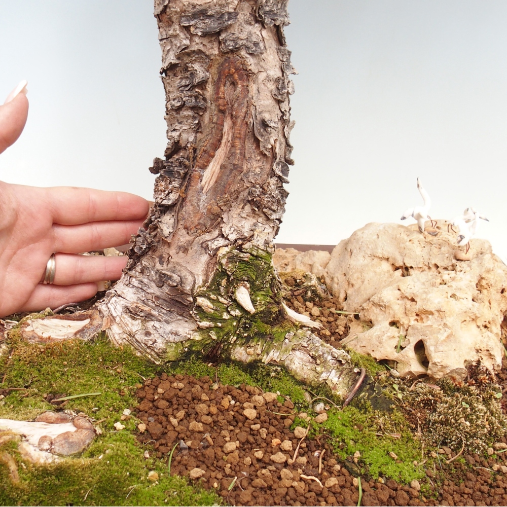 Bonsai für draußen -Larix decidua - Lärche
