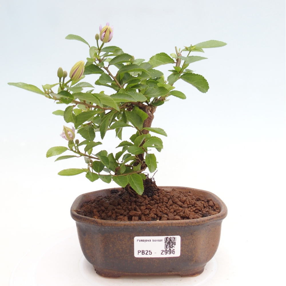 Zimmerbonsai - Grewia occidentalis - Lavendelstern