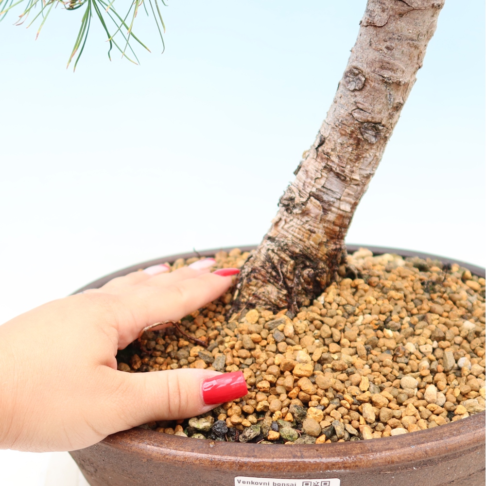 Bonsai für draußen -Larix decidua - Lärche