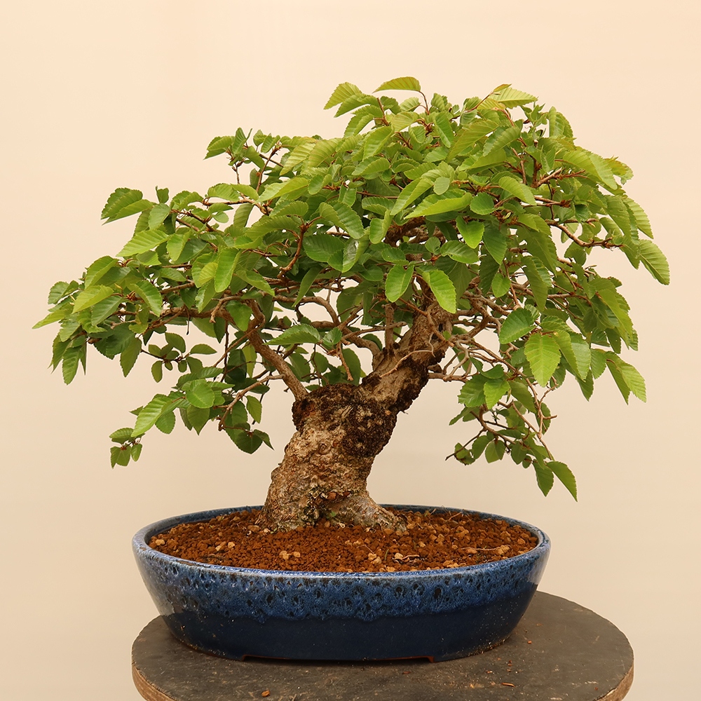 Bonsai im Freien - Carpinus Coreana - Koreanische Hainbuche