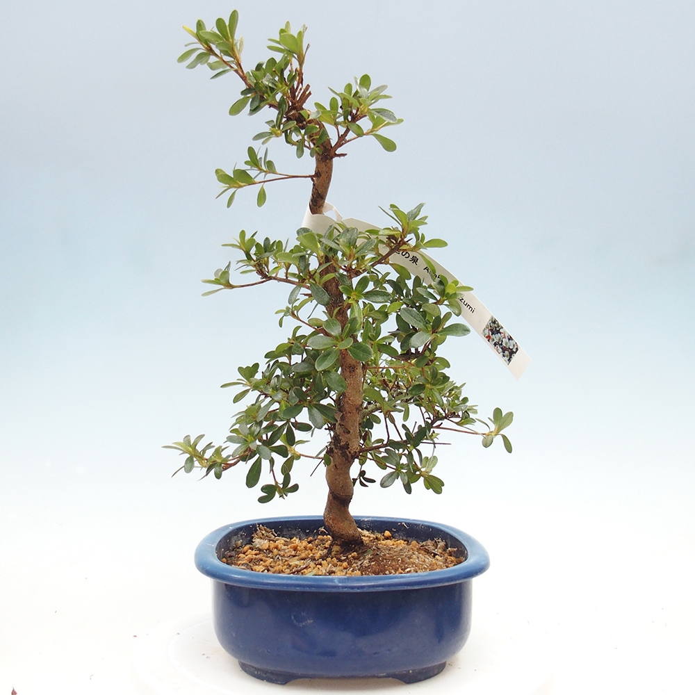 Bonsai für draußen - Japanische Azalee - Azalee Asahi-no-izumi