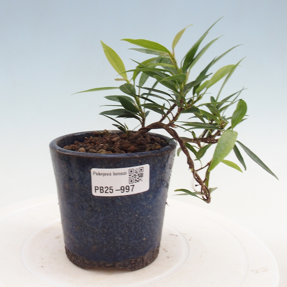 Zimmerbonsai - Ficus nerifolia - kleinblättriger Ficus