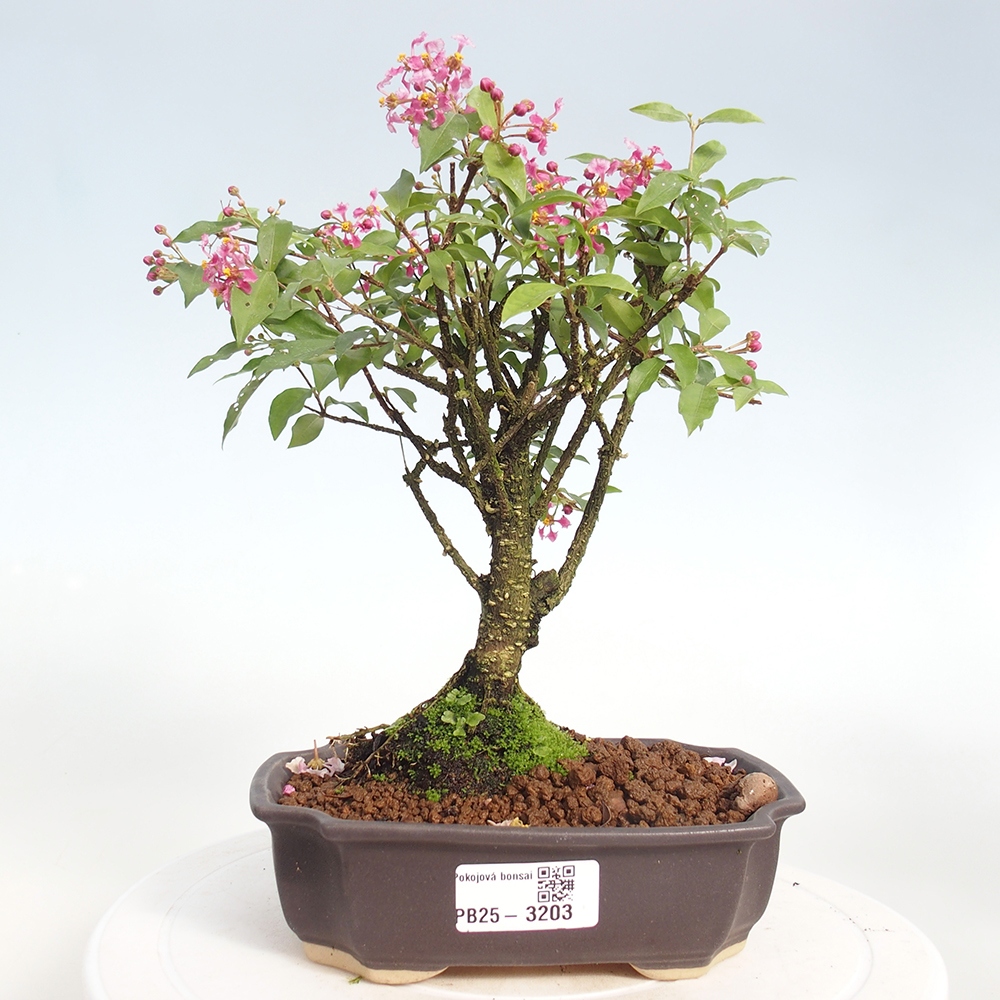 Zimmerbonsai - Malpighia coccigera - Barbdor-Kirsche