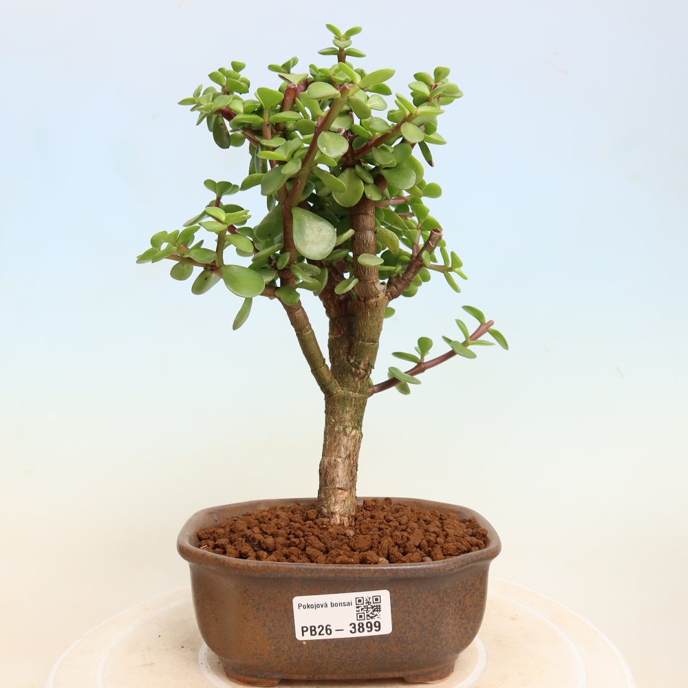 Zimmer Bonsai - Portulakaria Afra - Tlustice