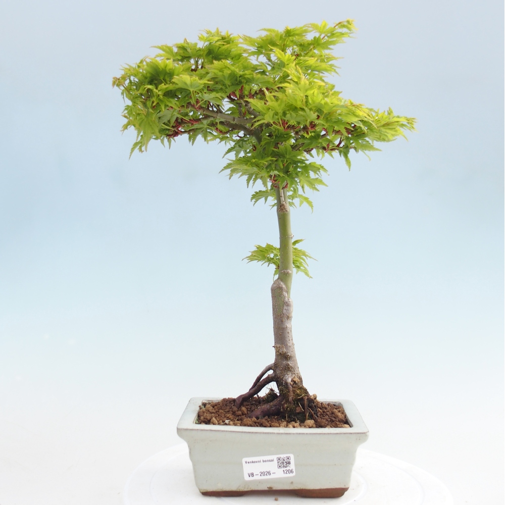 Bonsai für draußen -Javor-Palme Acer palmatum Shishigashira