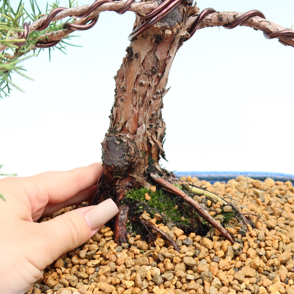 Bonsai für draußen - Juniperus chinensis Kishu