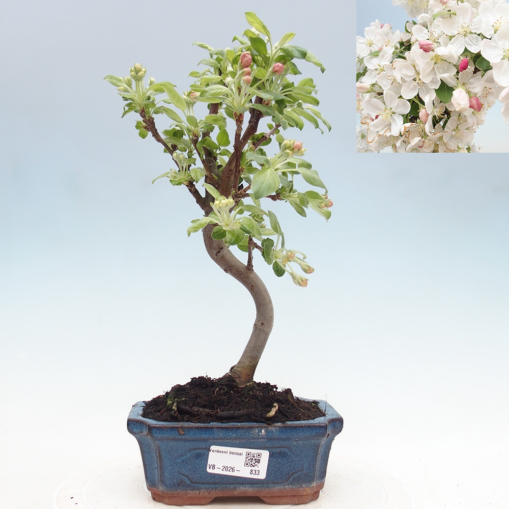 Outdoor-Bonsai -Malus halliana - Kleinfrüchtiger Apfelbaum