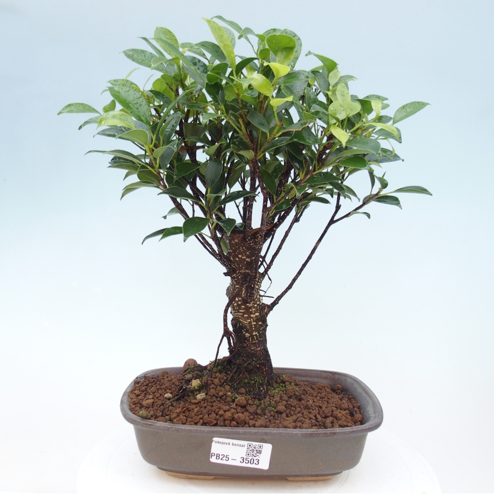 Zimmerbonsai - Ficus retusa - Kleinblättriger Ficus