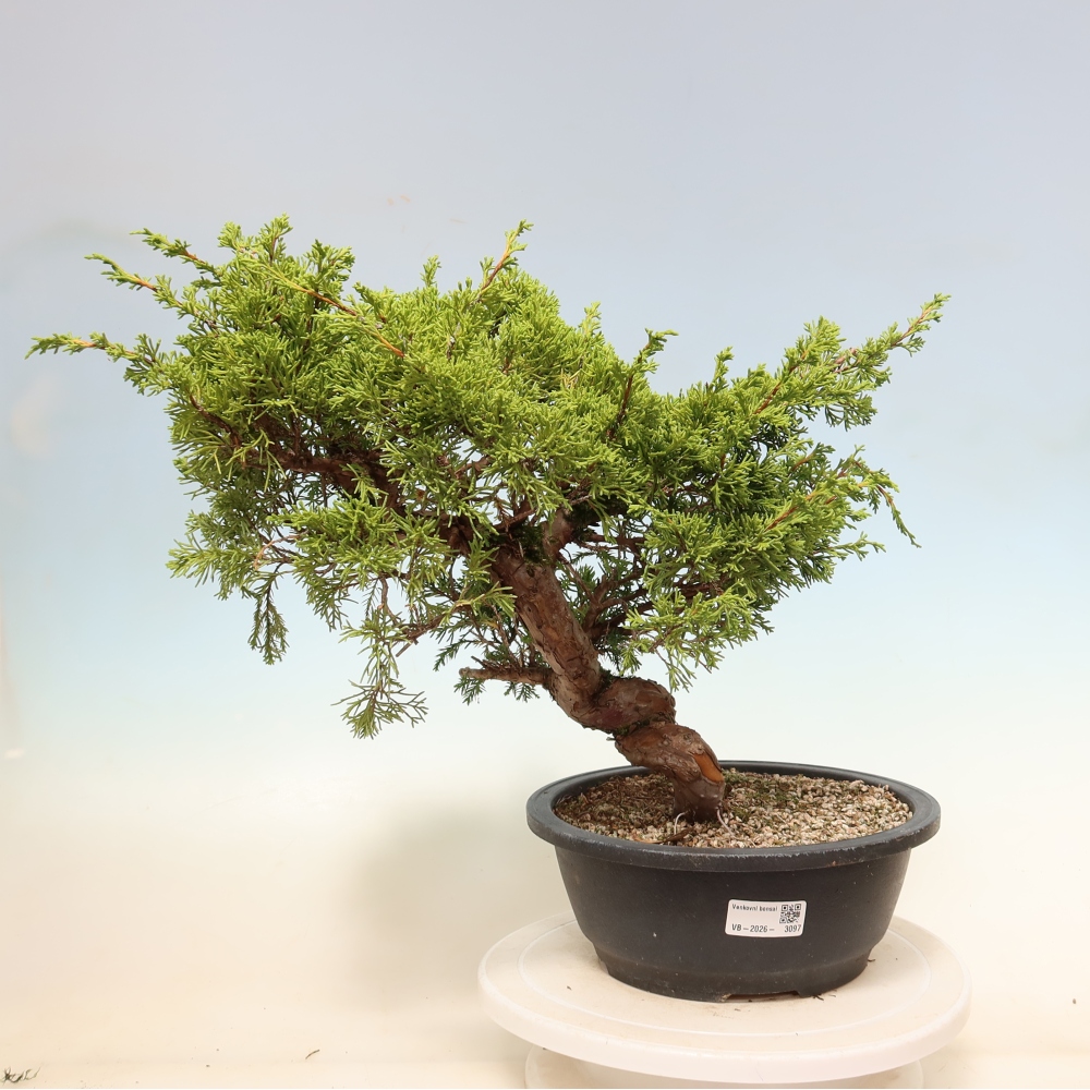 Bonsai für draußen - Juniperus chinensis Itoigawa-Juniperus chinensis