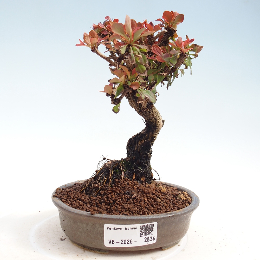 Bonsai für draußen - Berberis Thunbergii Bagatelle