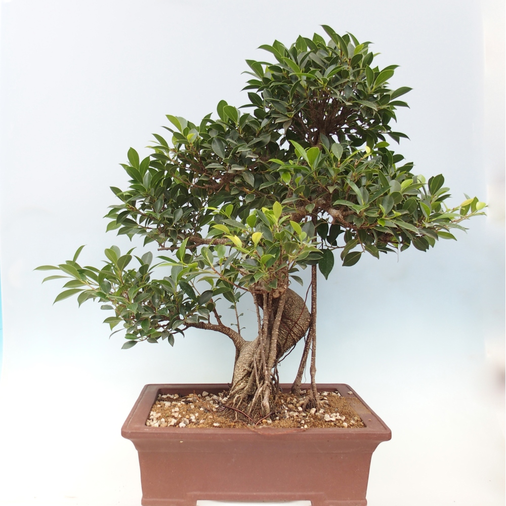 Zimmerbonsai - Ficus kimmen - kleinblättriger Ficus - NUR PERSÖNLICHE ABHOLUNG oder Palettentransport