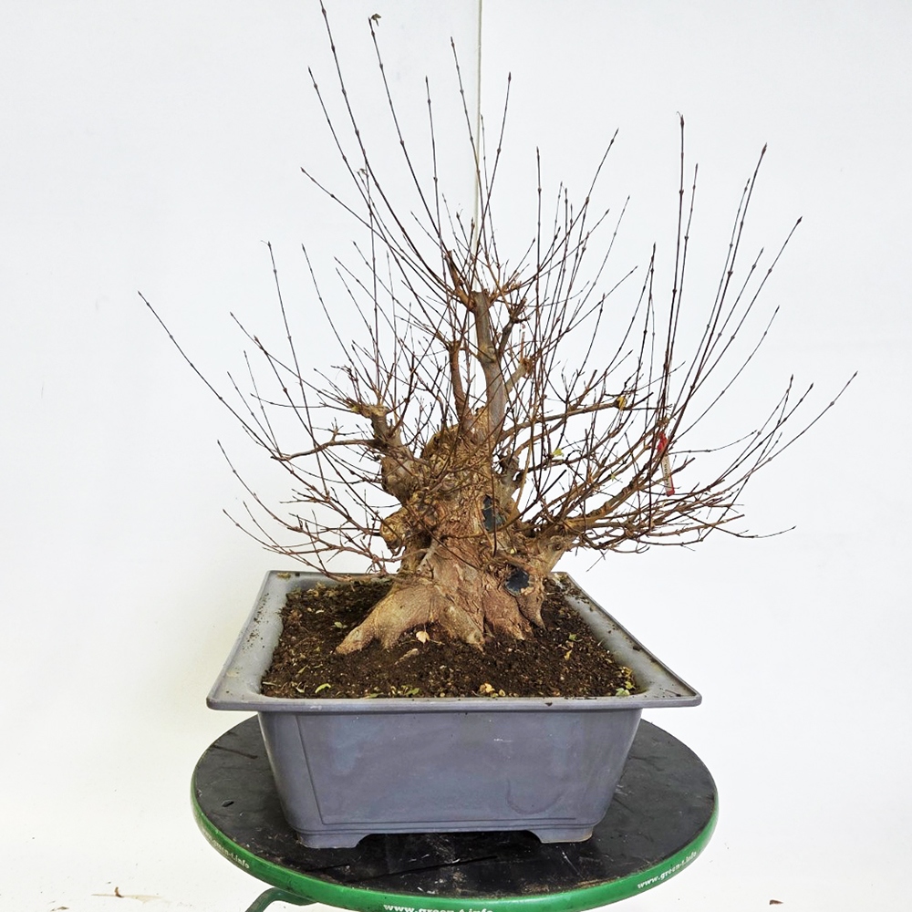 Freiland Bonsai Ahorn Burger - Acer Burgeriana